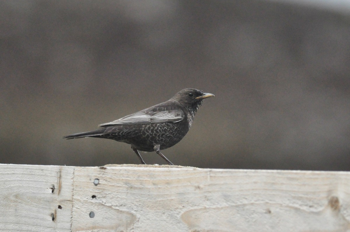 Ring Ouzel - Vincent van der Spek