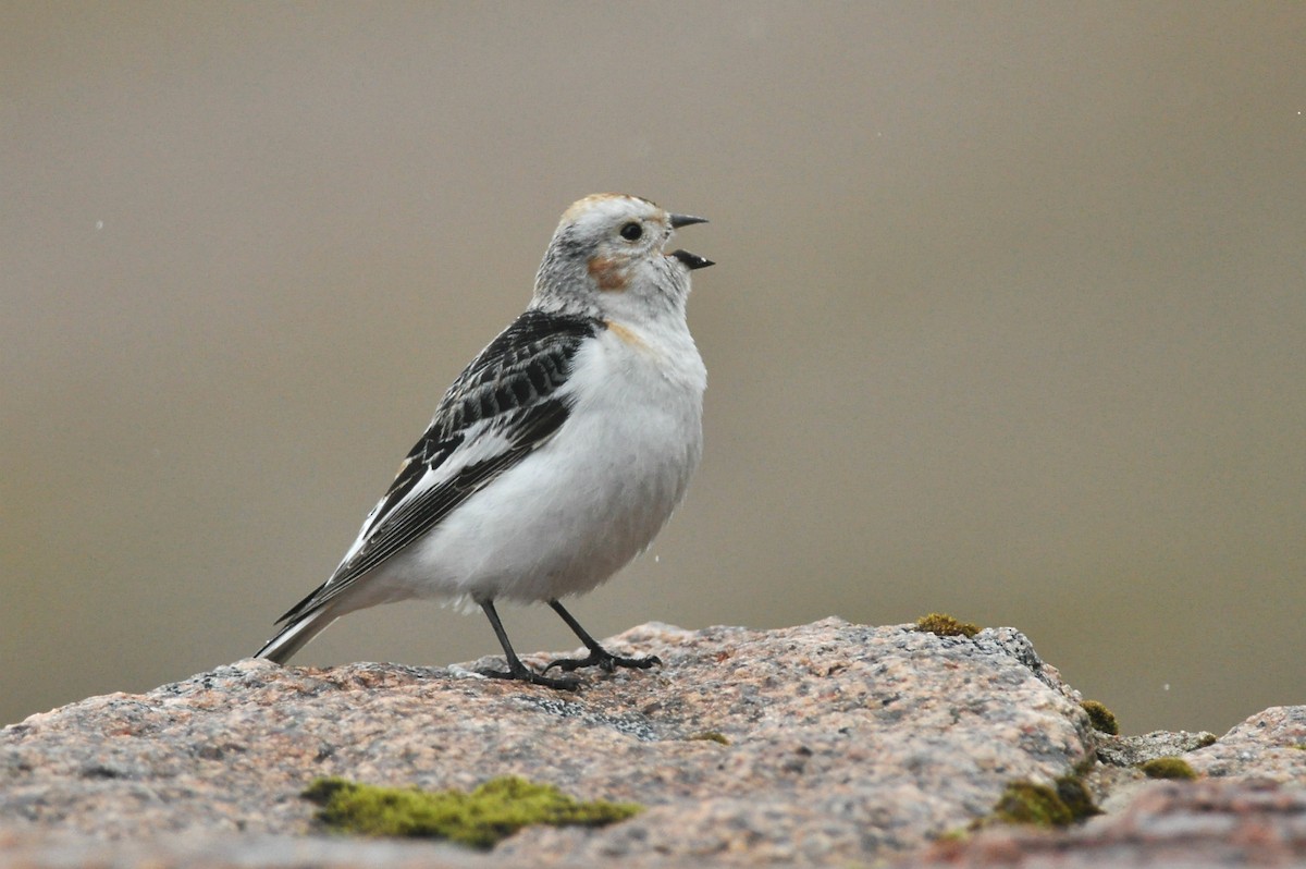 Snow Bunting - Vincent van der Spek