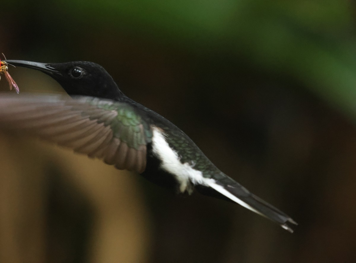 Colibrí Negro - ML613080316