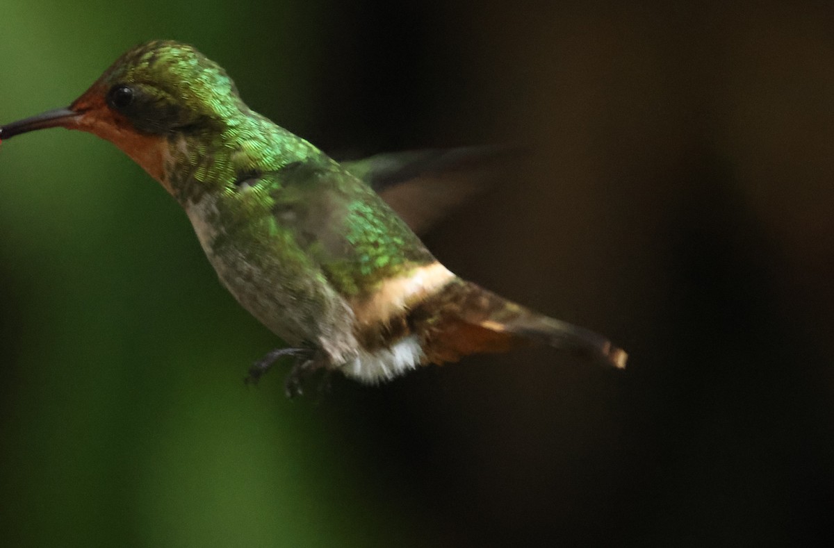 Frilled Coquette - ML613080357