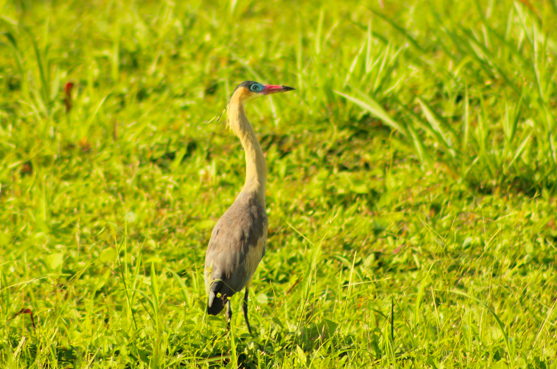 Whistling Heron - ML613080389