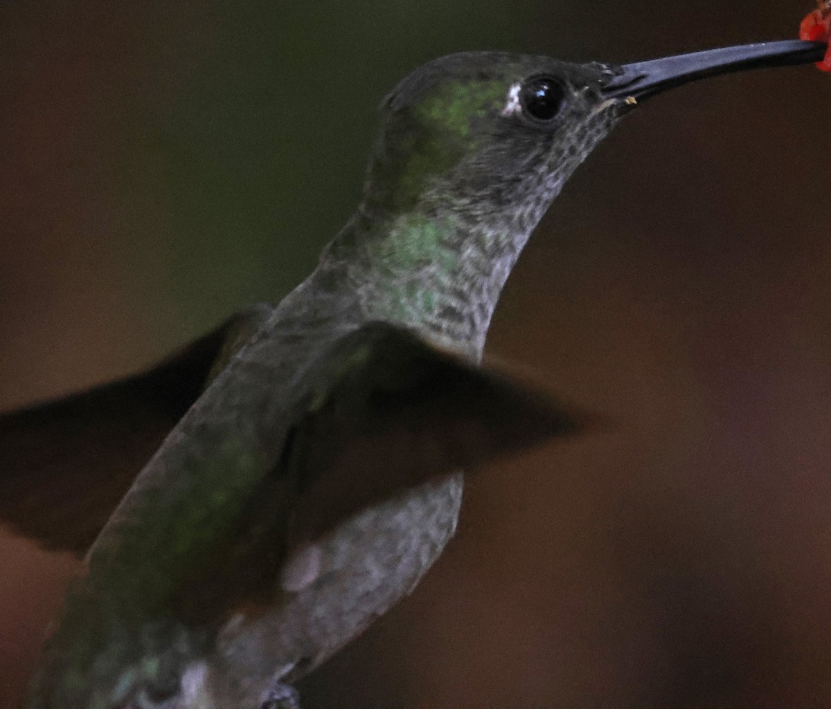 Sombre Hummingbird - ML613080393