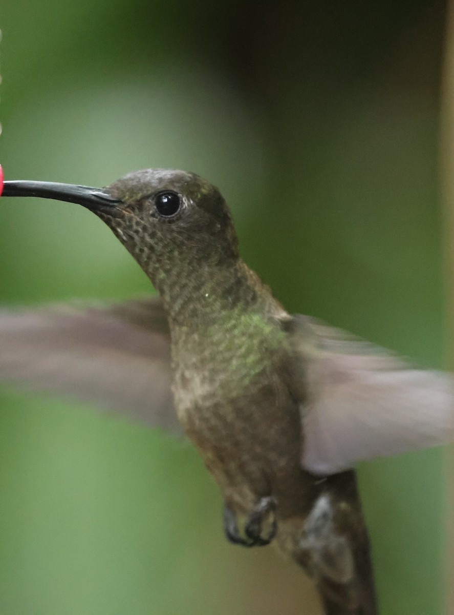 Sombre Hummingbird - ML613080396