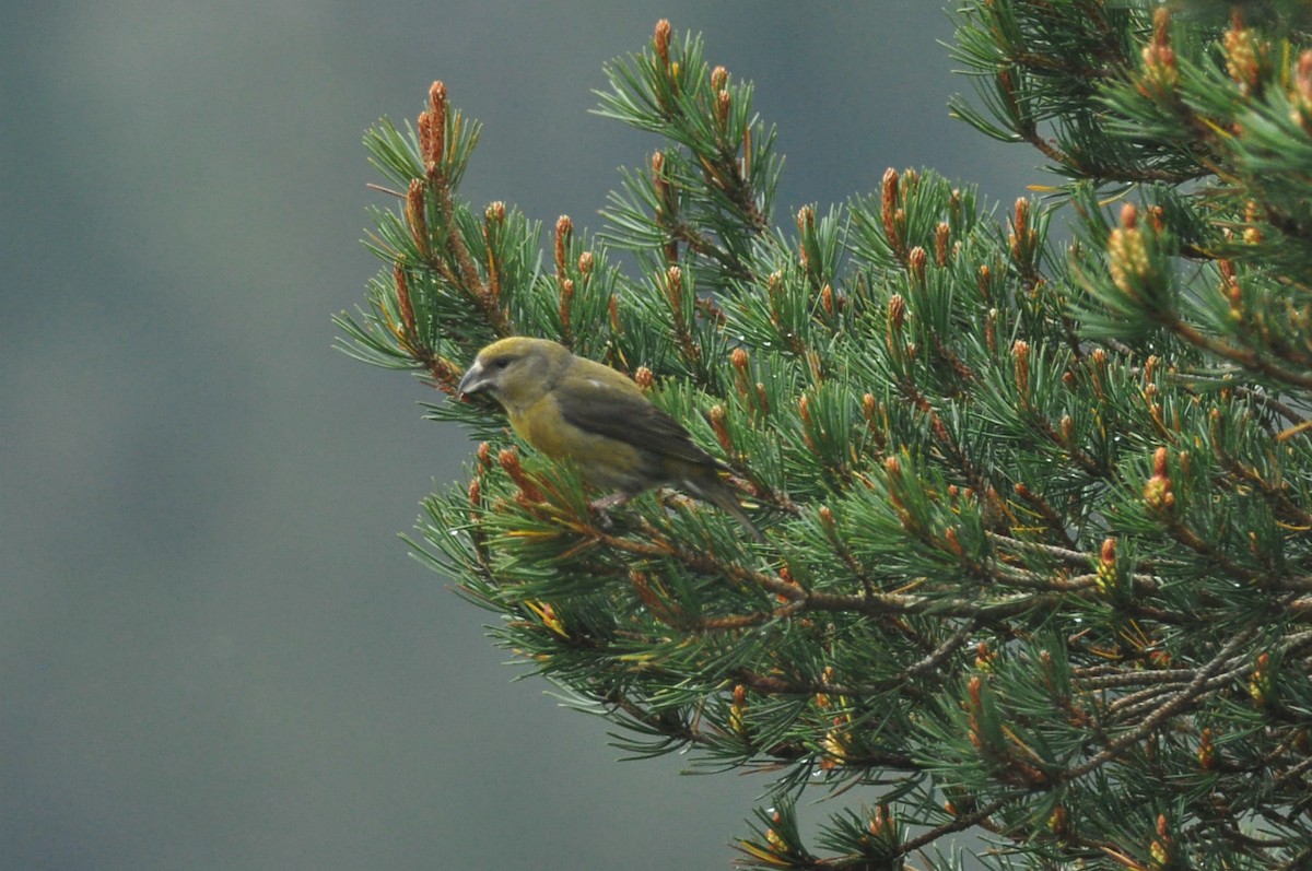 Scottish Crossbill - ML613080415