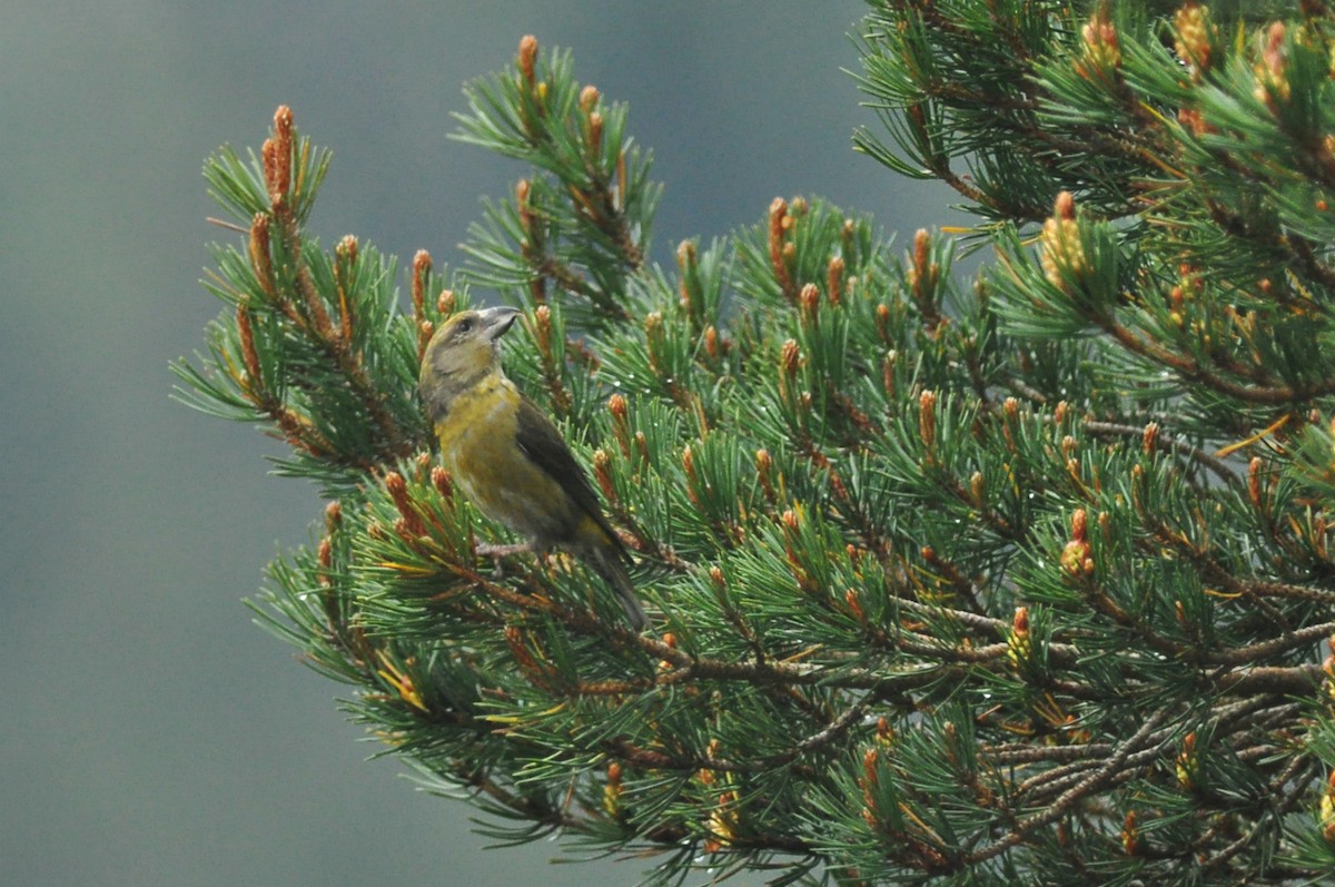 Scottish Crossbill - ML613080416