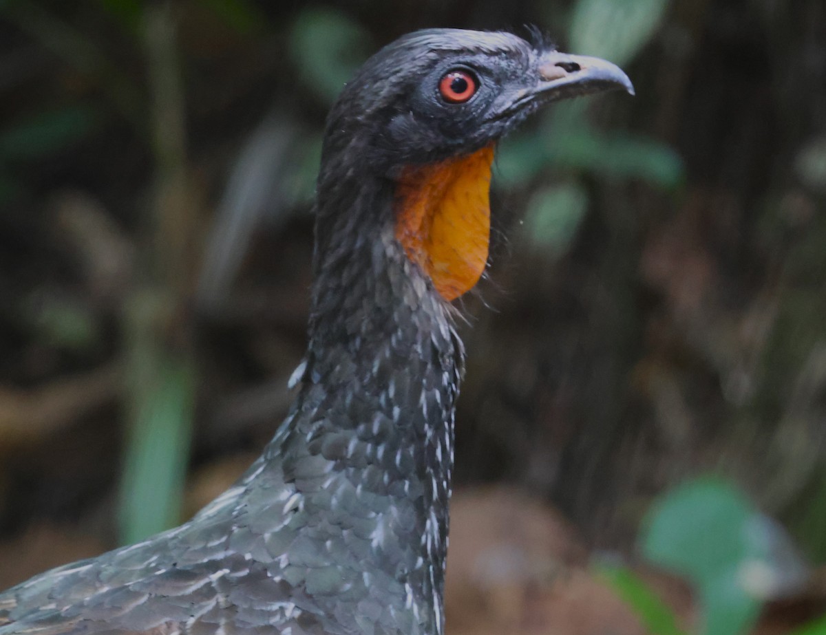 Dusky-legged Guan - ML613080418