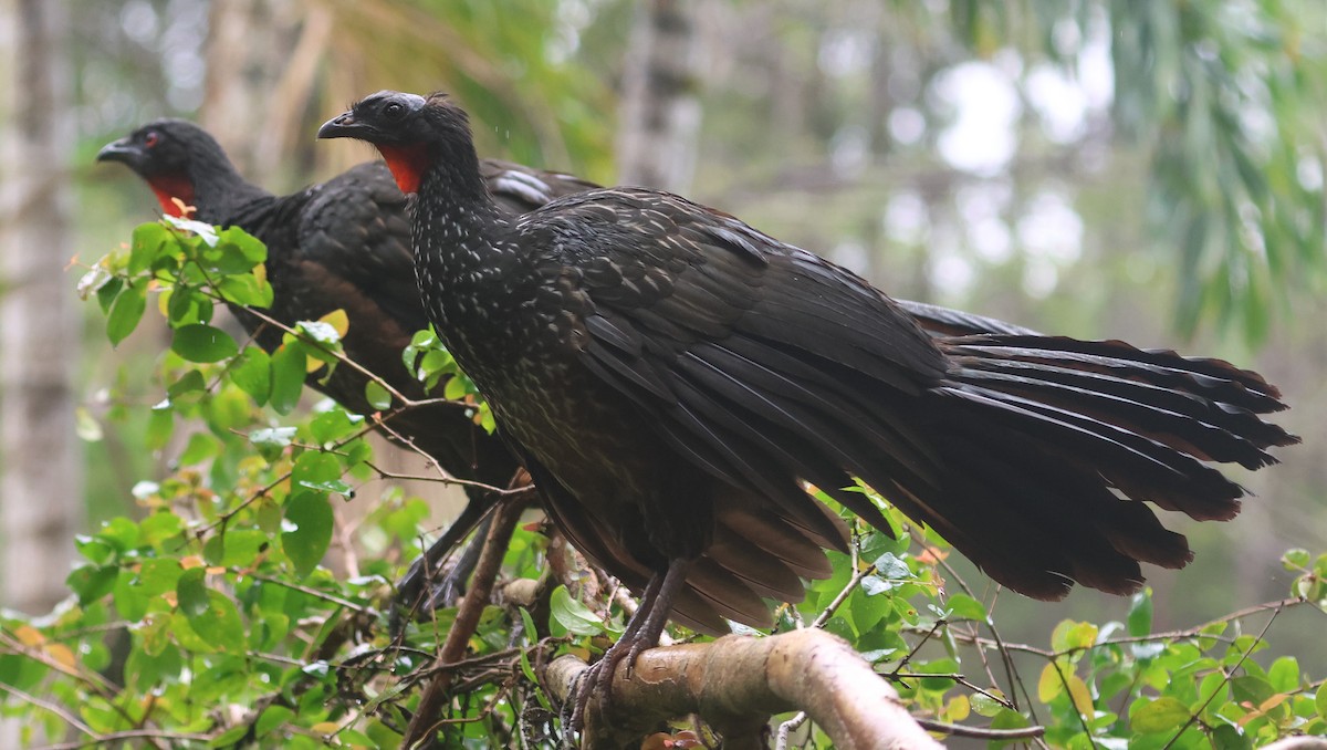 Dusky-legged Guan - Michael Clay