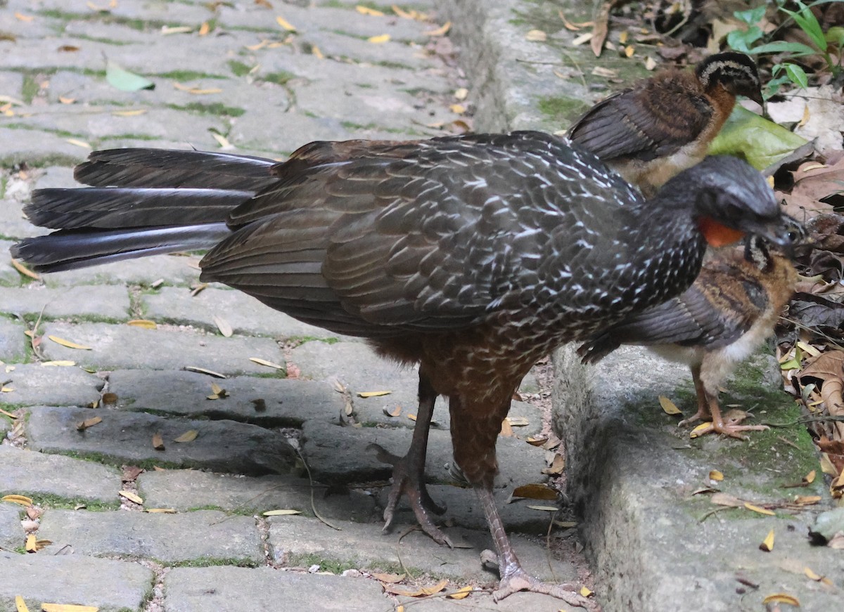 Dusky-legged Guan - Michael Clay