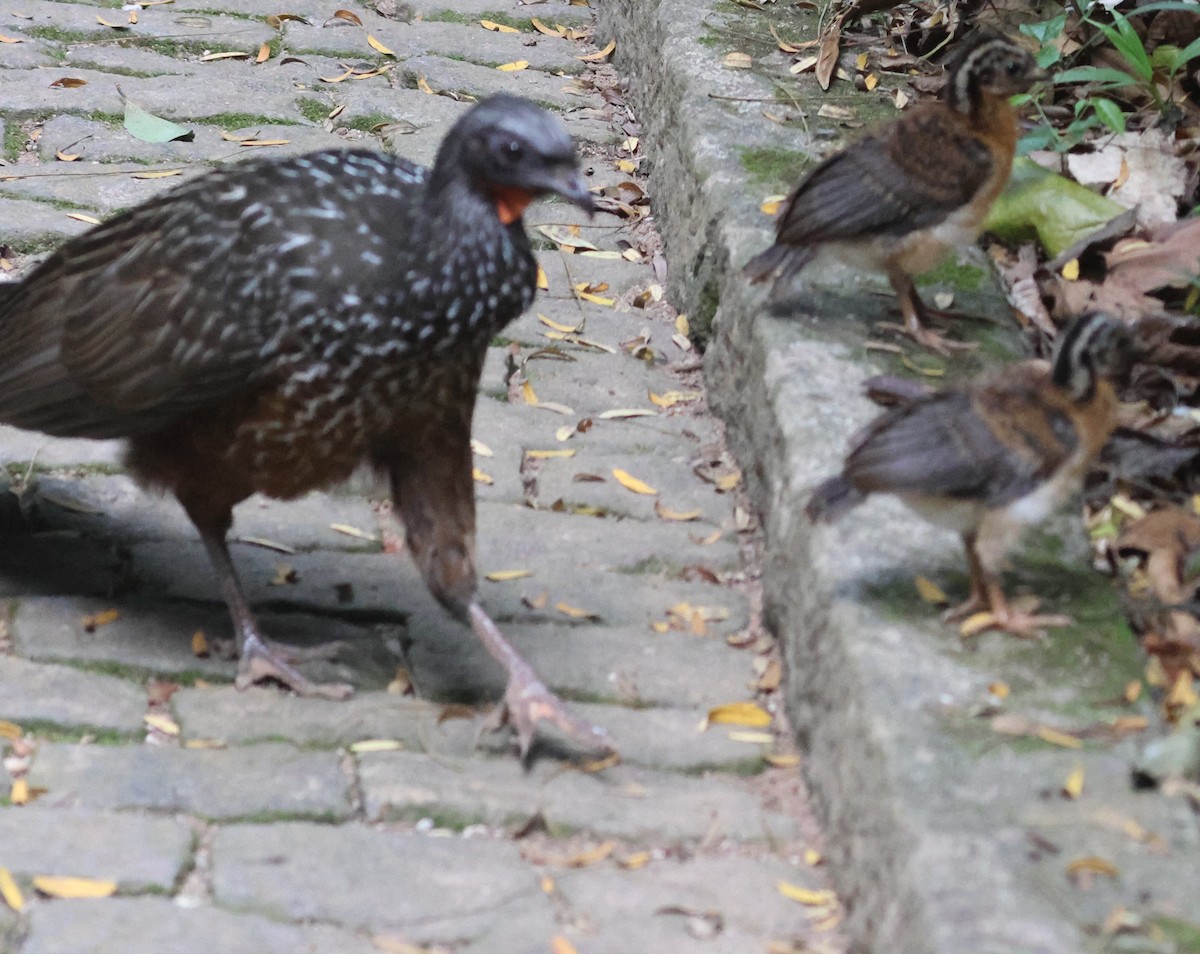 Dusky-legged Guan - ML613080421