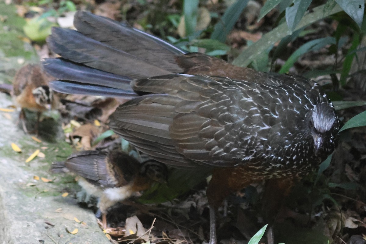 Dusky-legged Guan - ML613080422