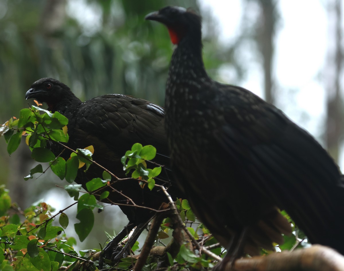 Dusky-legged Guan - ML613080423