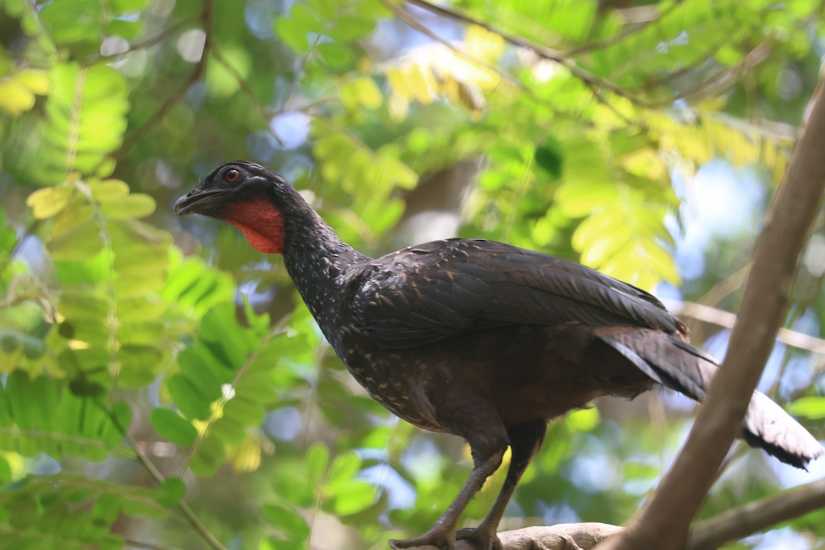 Dusky-legged Guan - ML613080424