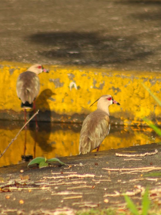 Southern Lapwing - ML613080429