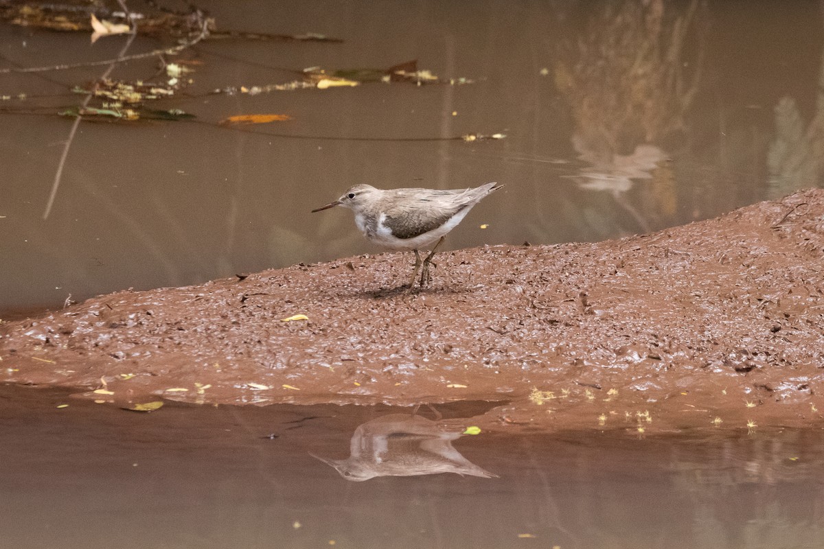 Spotted Sandpiper - ML613080450