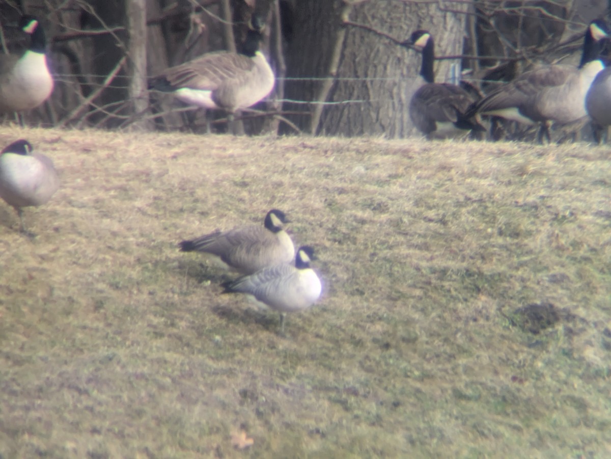 Branta kanadar txikia - ML613080465