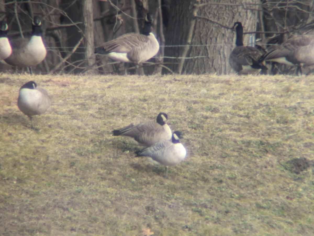 Branta kanadar txikia - ML613080466