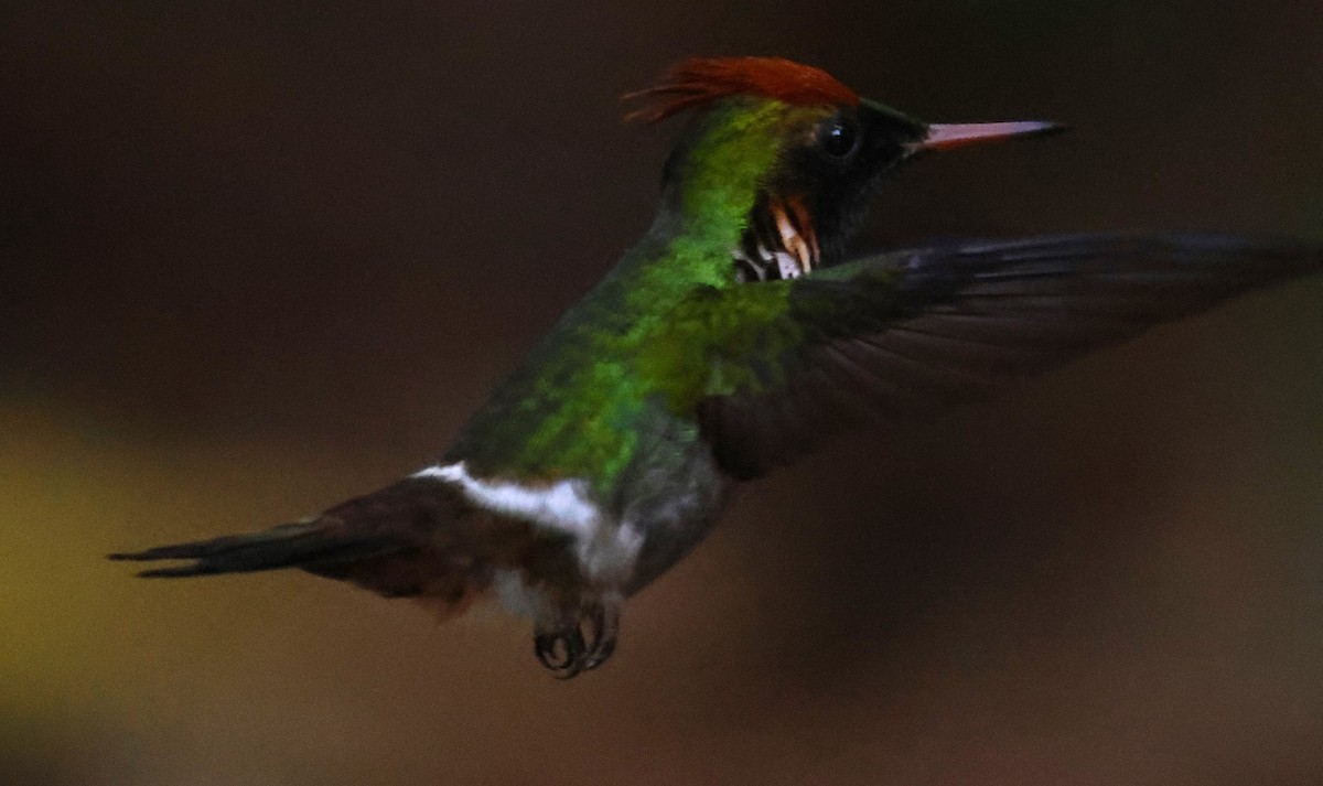 Frilled Coquette - ML613080471