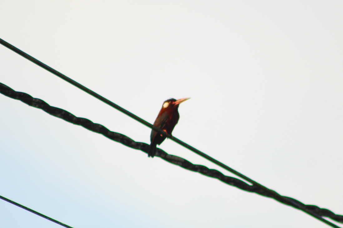 White-eared Jacamar - Nicholas Slimmon