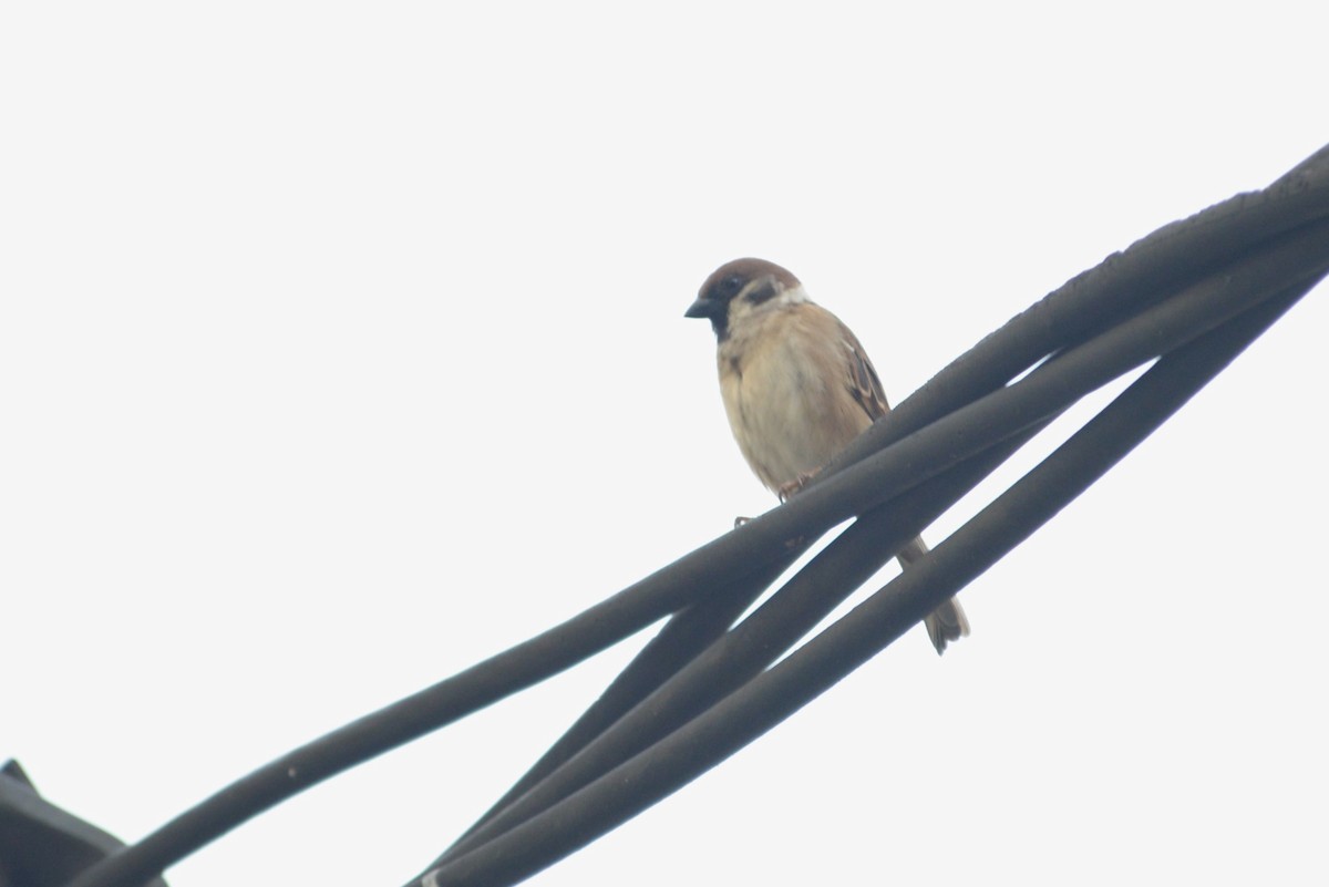 Eurasian Tree Sparrow - Paulo Alves