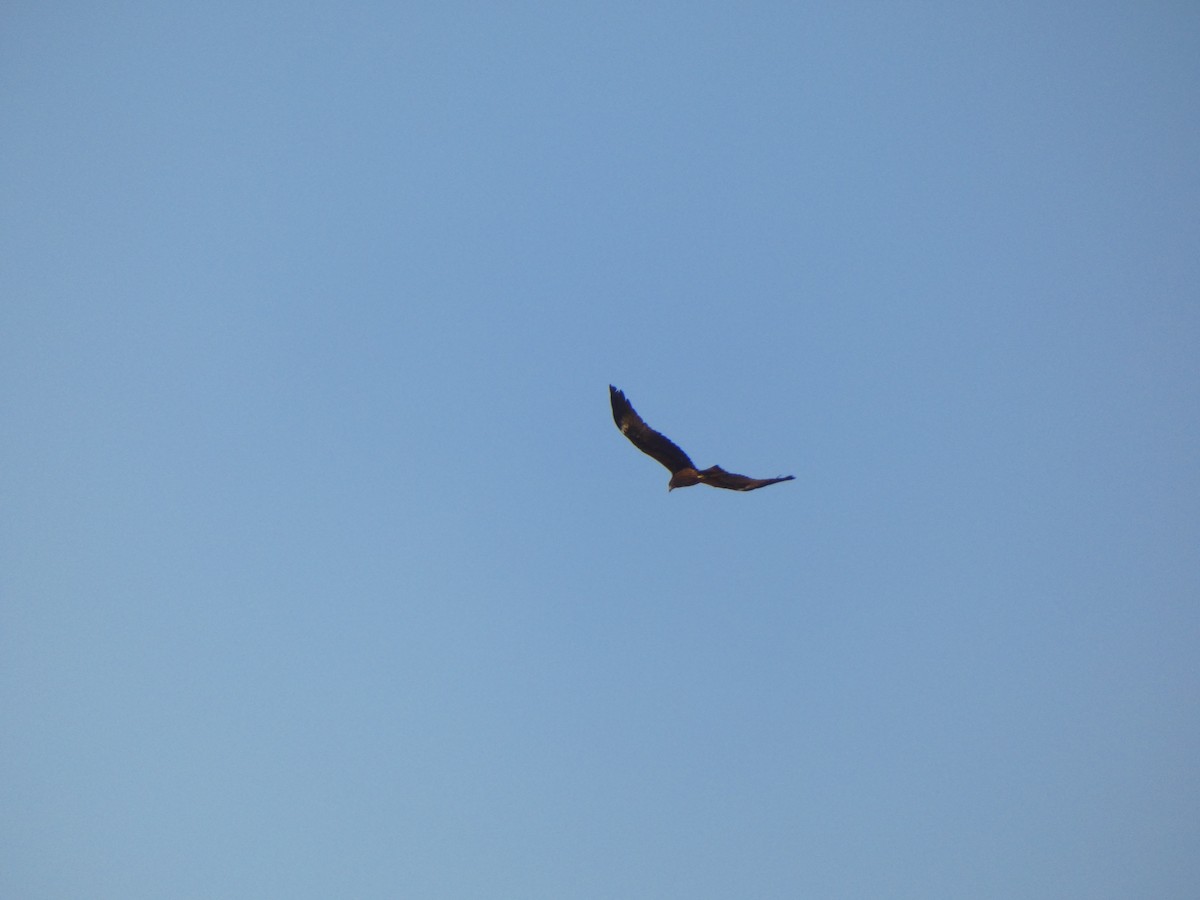 Black Kite (Yellow-billed) - ML613080559