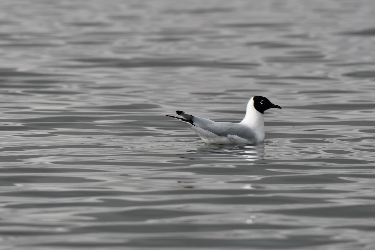 Andean Gull - ML613080562