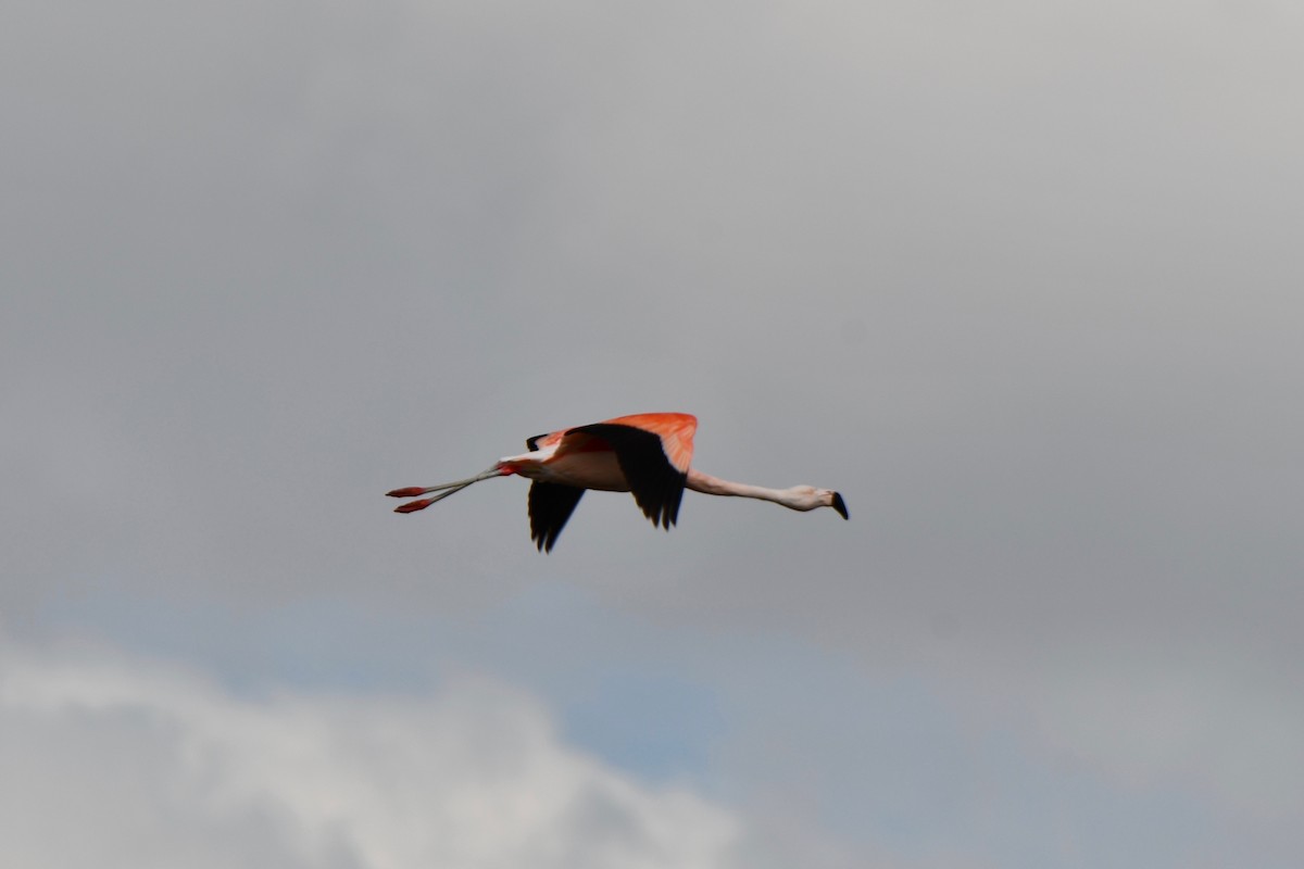 Şili Flamingosu - ML613080568