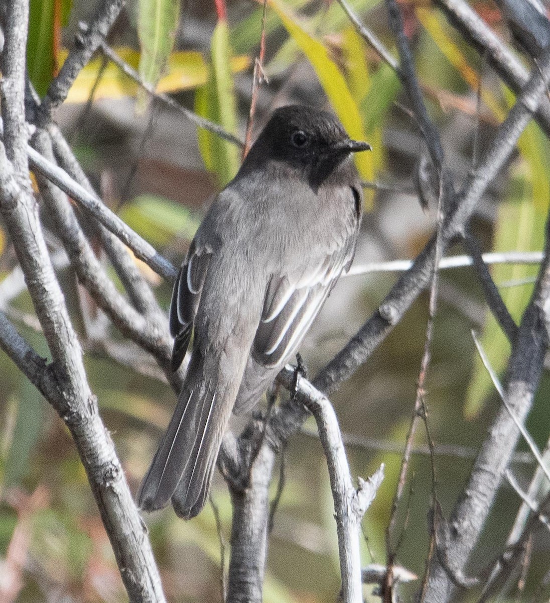 Black Phoebe - Miguel Ávila Álvarez