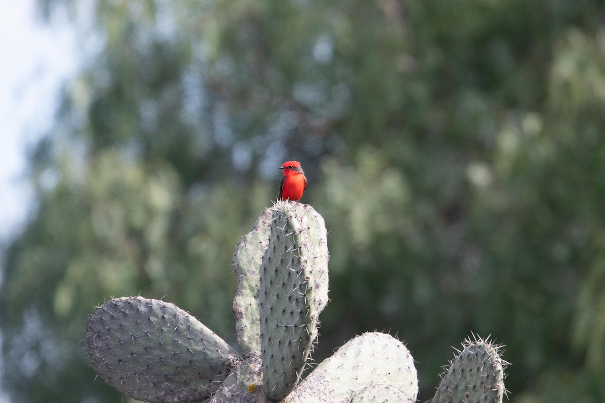 Rubintyrann - ML613080597