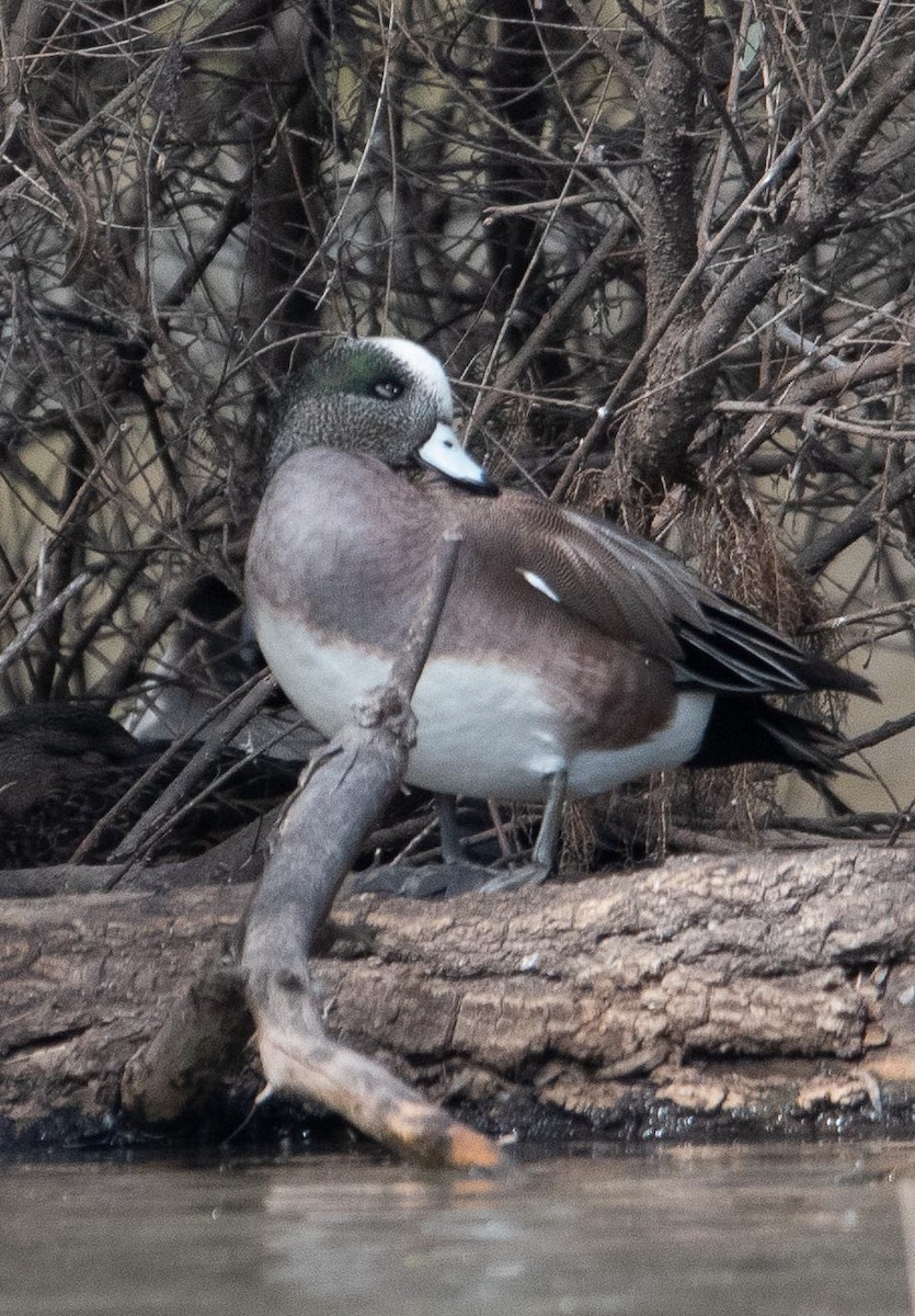 American Wigeon - Miguel Ávila Álvarez