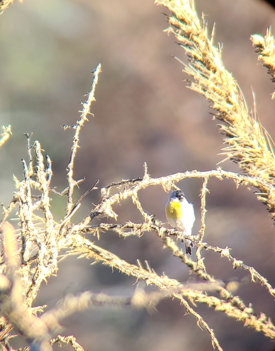 Lawrence's Goldfinch - ML613080777