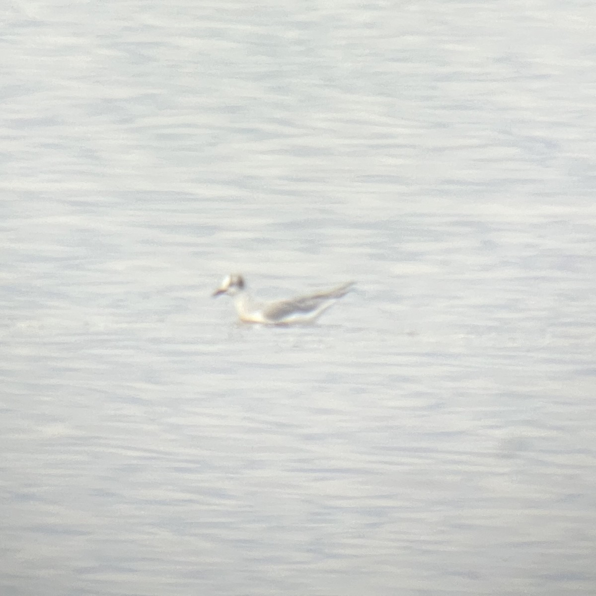 Bonaparte's Gull - ML613080821