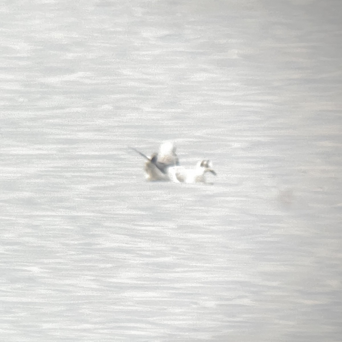 Bonaparte's Gull - ML613080826