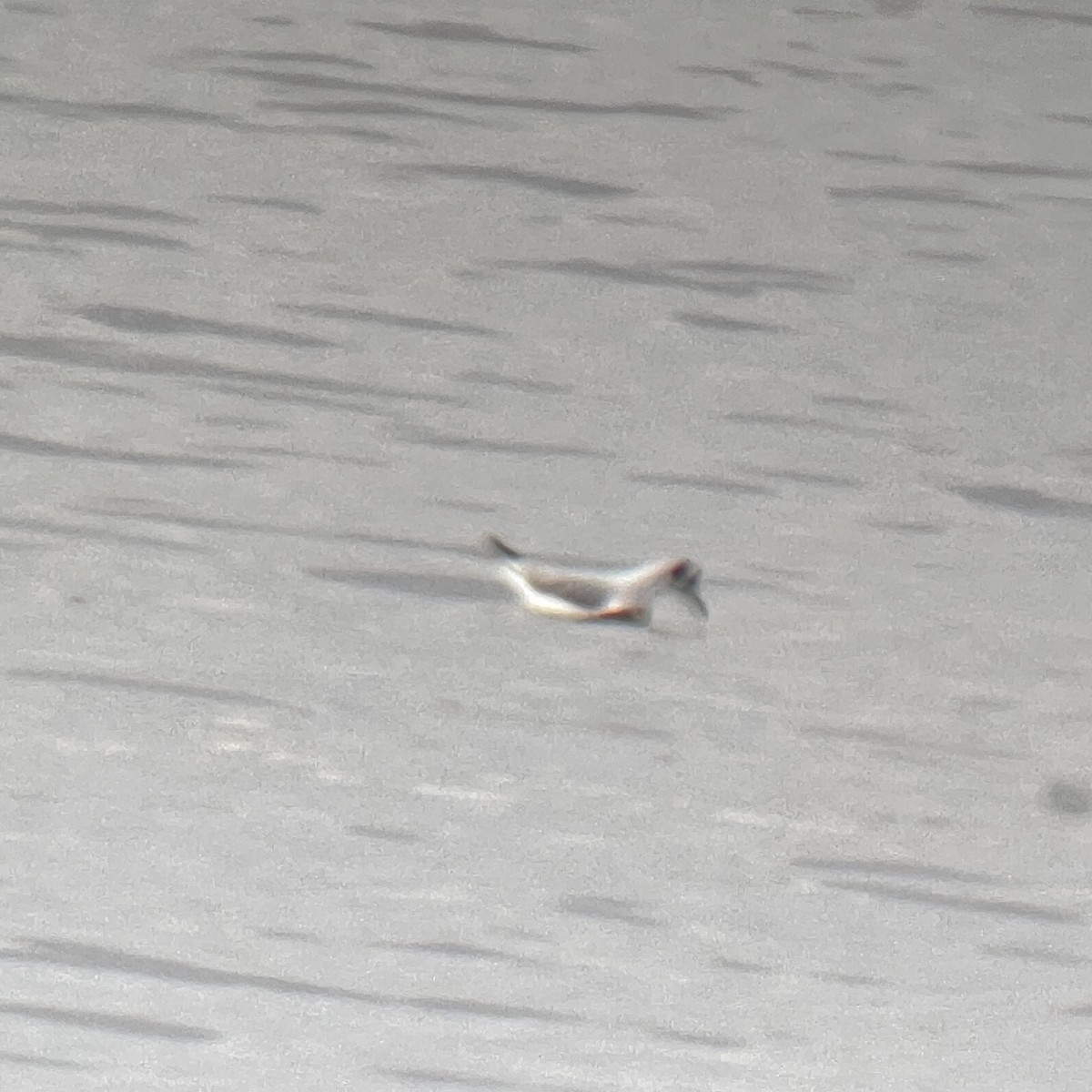 Bonaparte's Gull - ML613080827