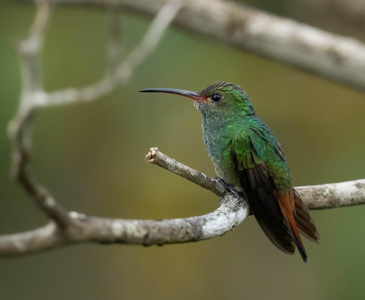 Rufous-tailed Hummingbird - Jane Hurst