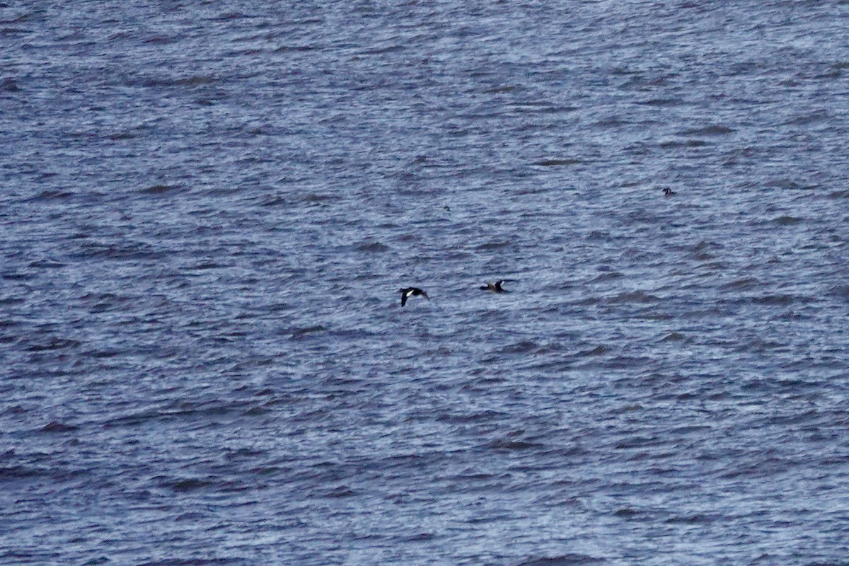 Velvet Scoter - David Ratcliffe