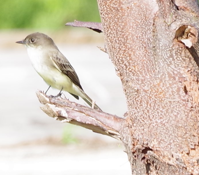 Eastern Phoebe - ML613080936