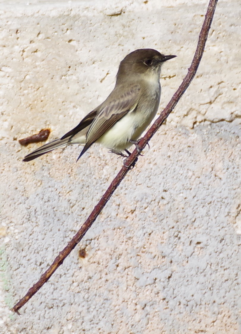 Eastern Phoebe - ML613080937