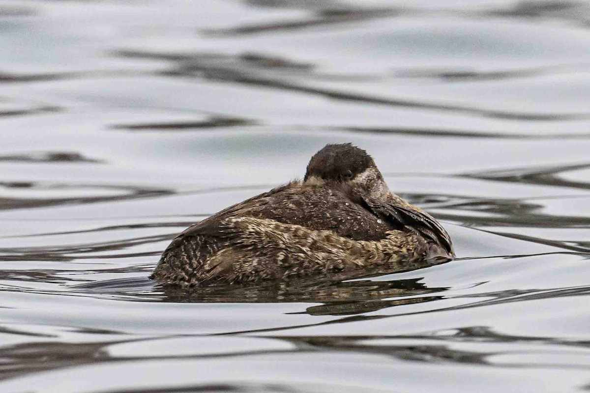 Ruddy Duck - Frank King