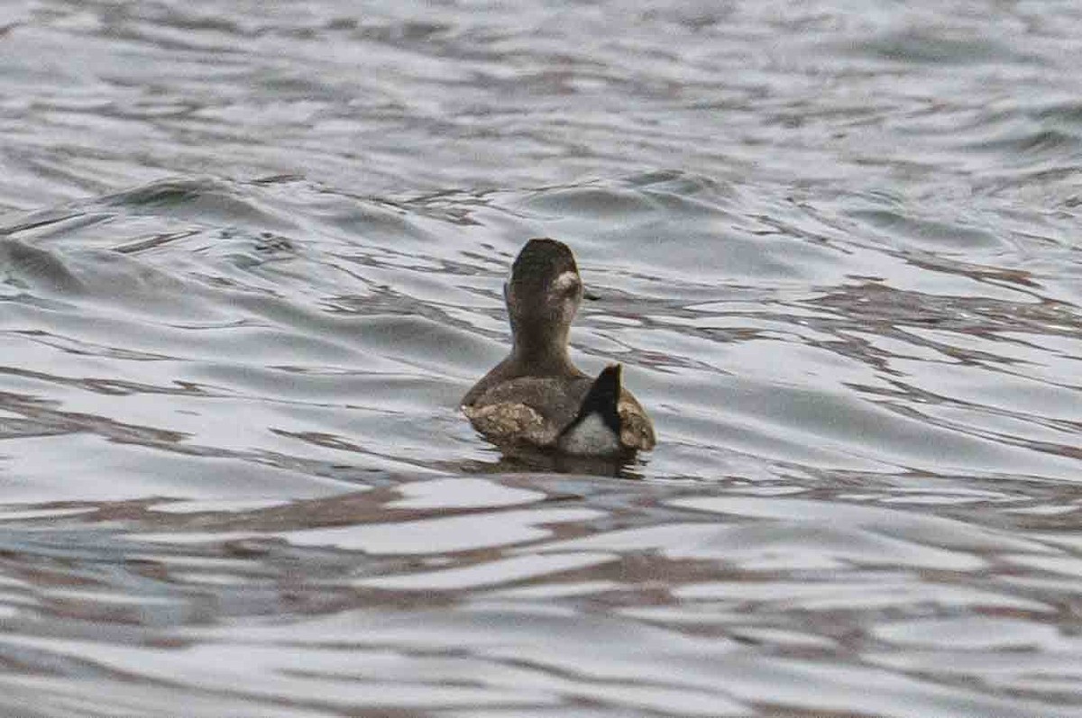 Ruddy Duck - ML613080941