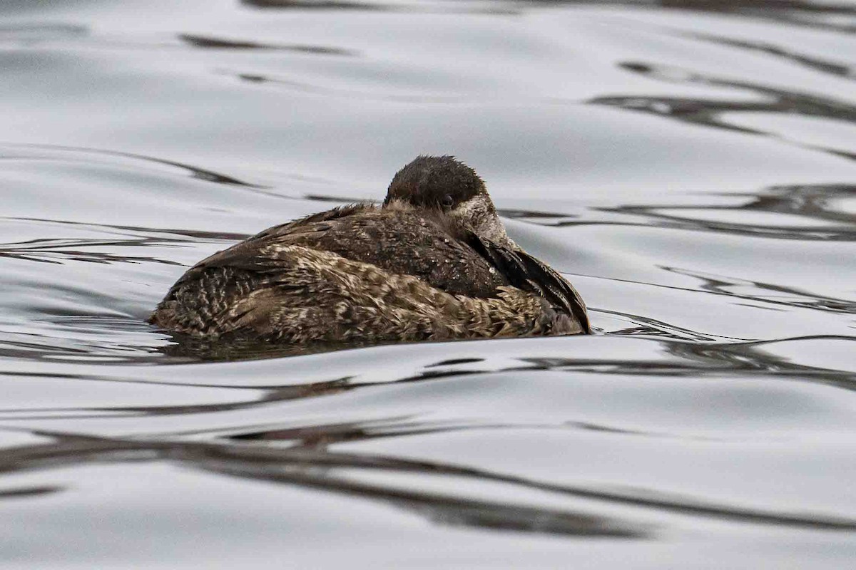 Ruddy Duck - ML613080943