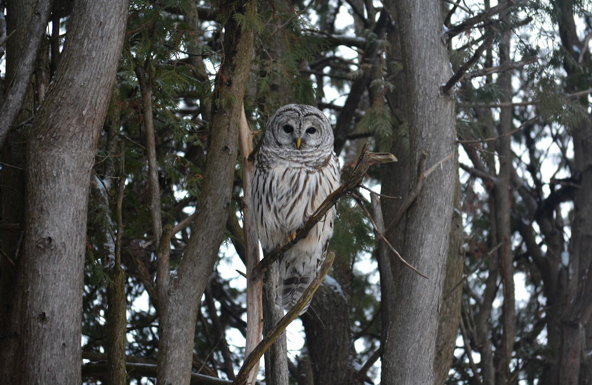 Barred Owl - ML613080962