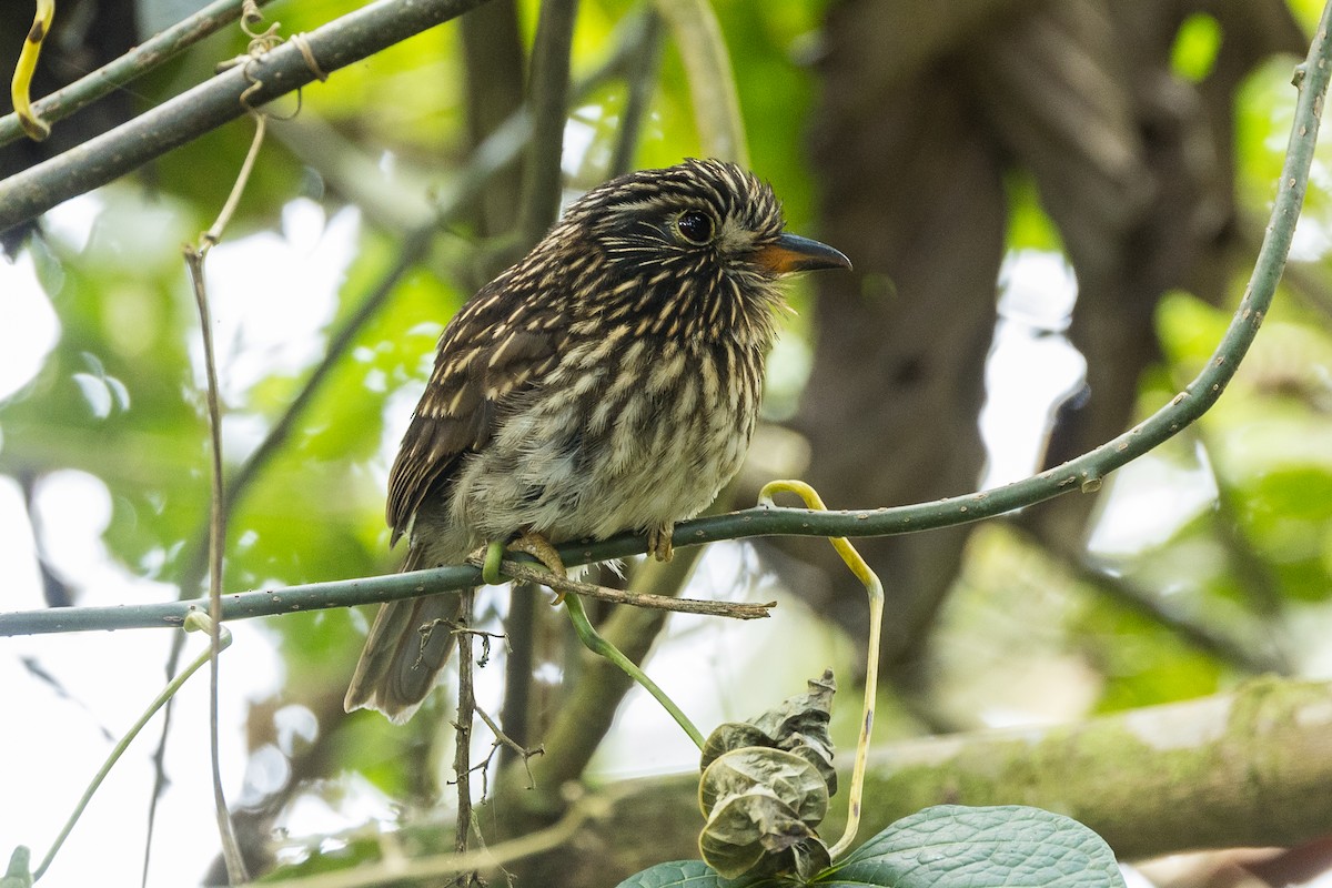 White-chested Puffbird - Stephen Wittkamp