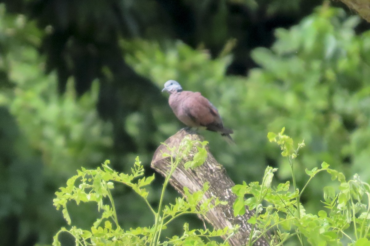 Red Collared-Dove - ML613081099