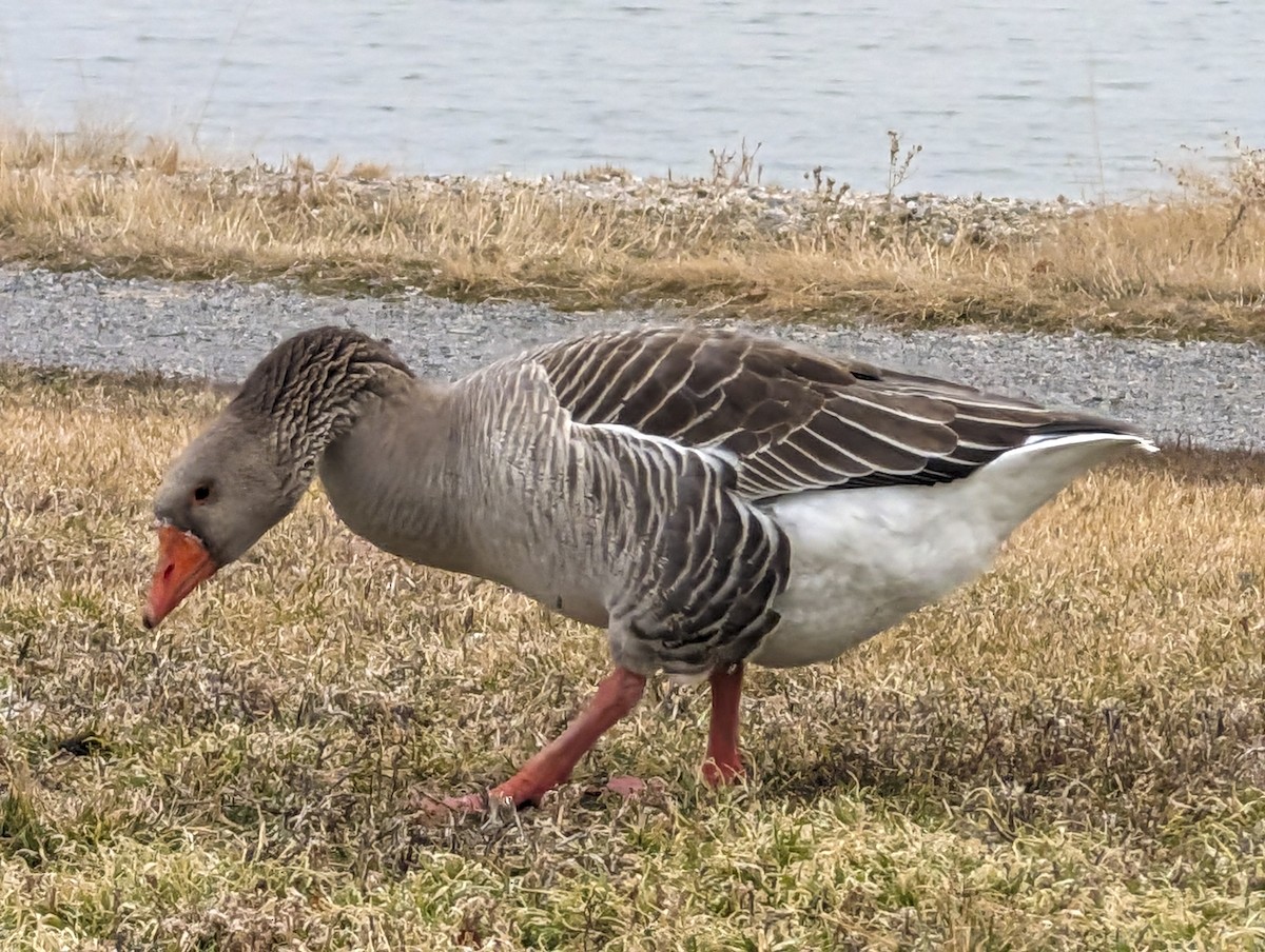 Graylag Goose (Domestic type) - Steven Hunter