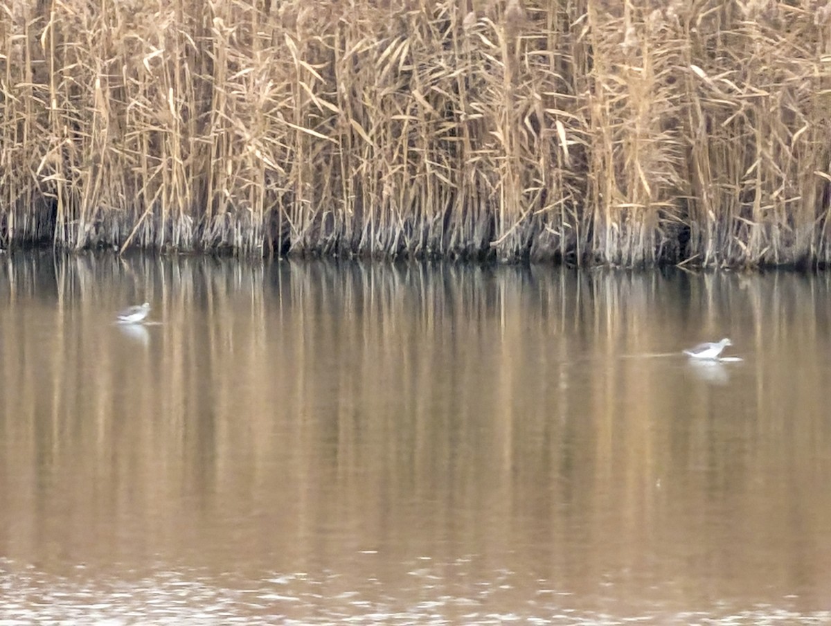 Greater Yellowlegs - ML613081117