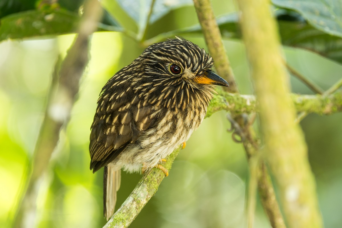 White-chested Puffbird - ML613081137