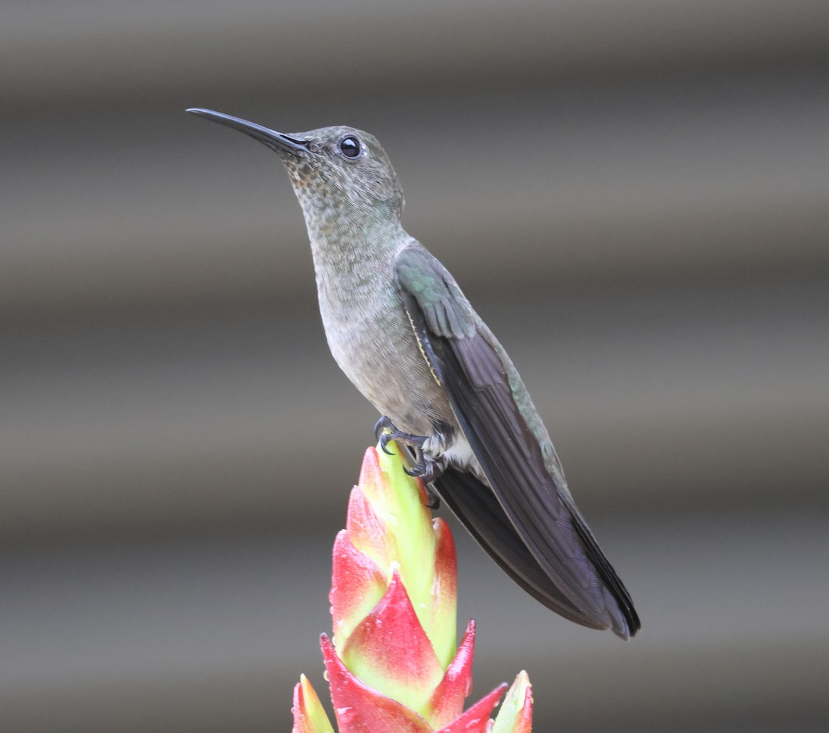 Colibri vert et gris - ML613081152