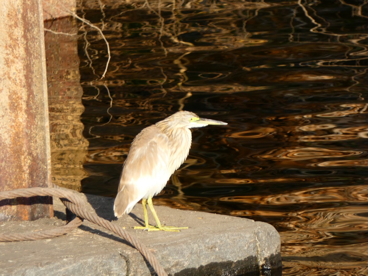 Squacco Heron - ML613081153