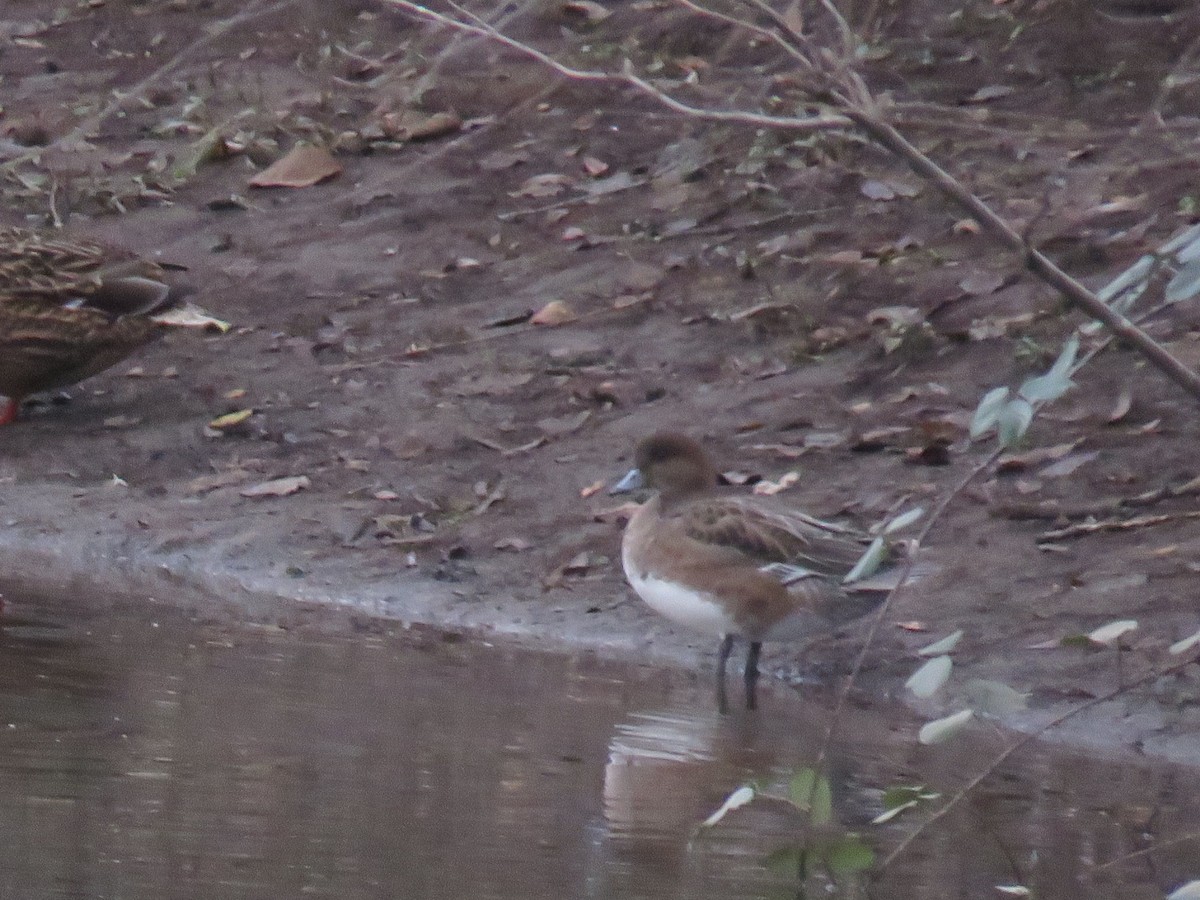 Eurasian Wigeon - ML613081165