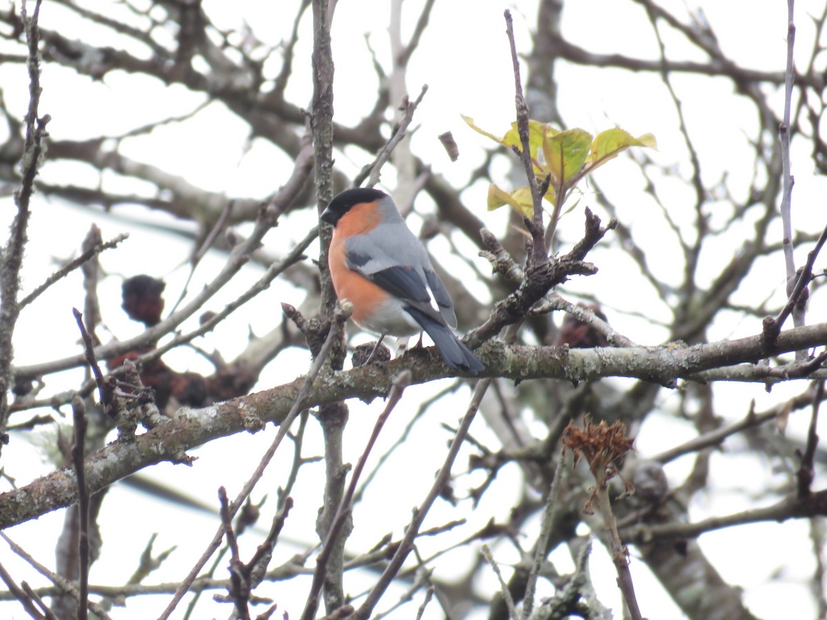 Eurasian Bullfinch - ML613081189